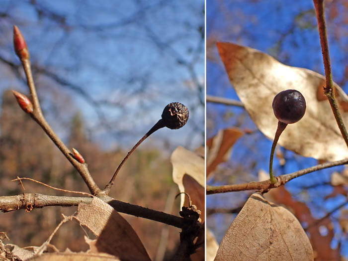 photo15ヤマコウバシ実