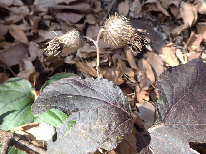 photoオヤマボクチ実と葉