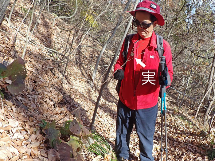 photoオヤマボクチ実と葉