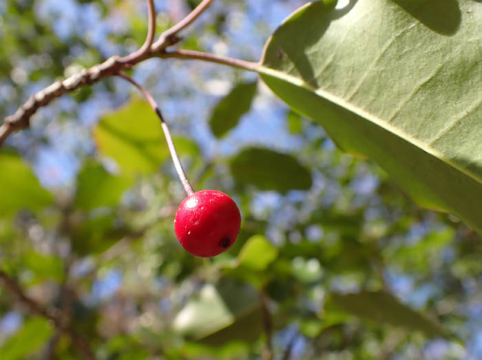 photo2ソヨゴ実