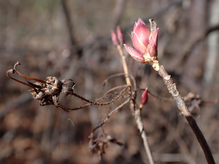 photo3ガクウラジロヨウラク11301130