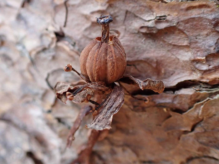 photoアキノギンリョウソウ実
