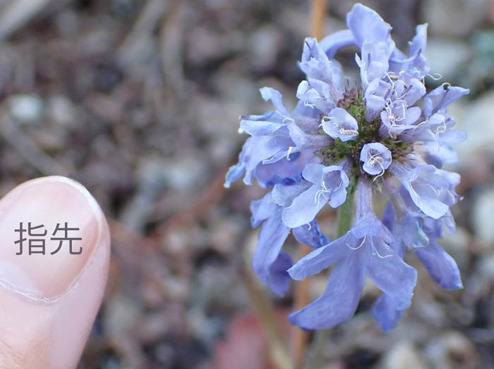 photo8小さく咲いたマツムシソウ