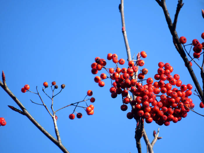 photoミヤマウメモドキ実と幹