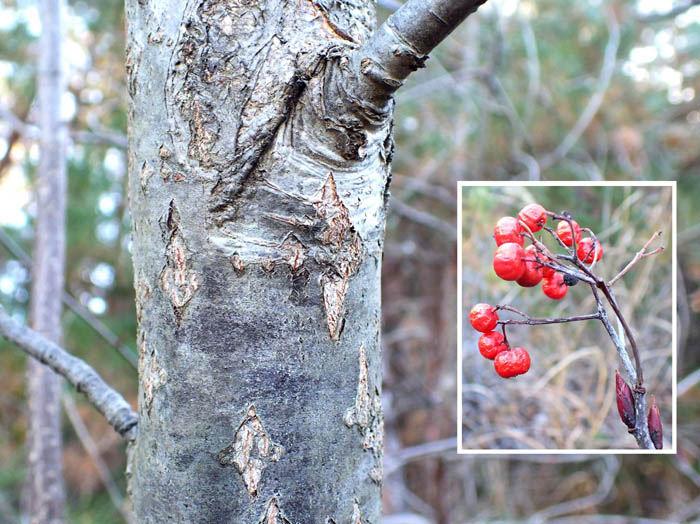photoミヤマウメモドキ実と幹