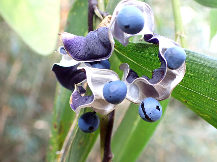 photoノササゲ弾けた実