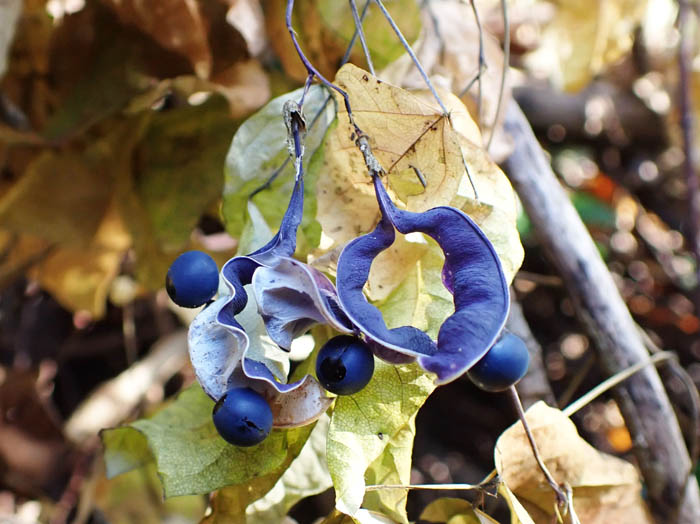 photoノササゲ弾けた実