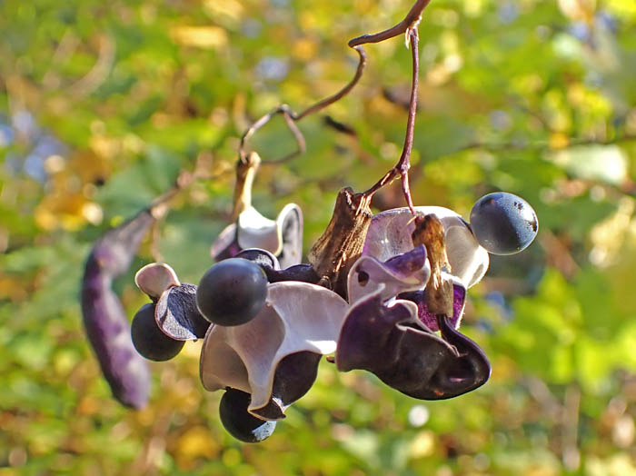 photoノササゲ弾けた実