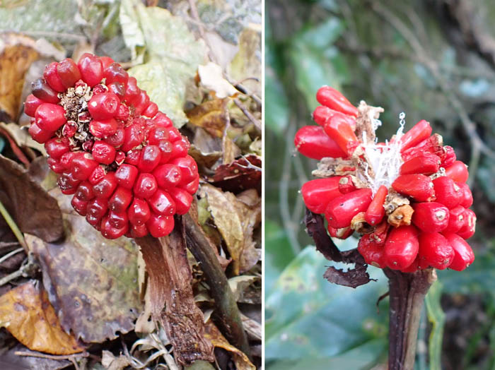 photo14地面に近いウラシマソウ実