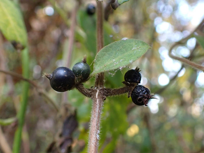 photoスイカズラ