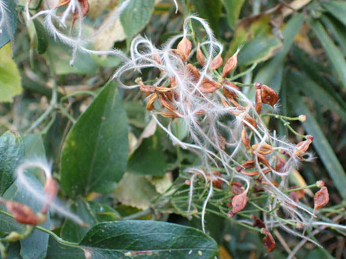 photoセンニンソウ