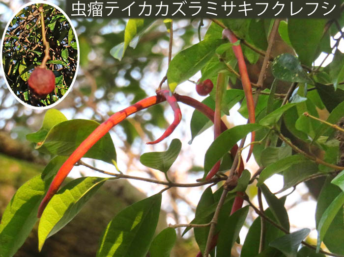 photoテイカカズラ