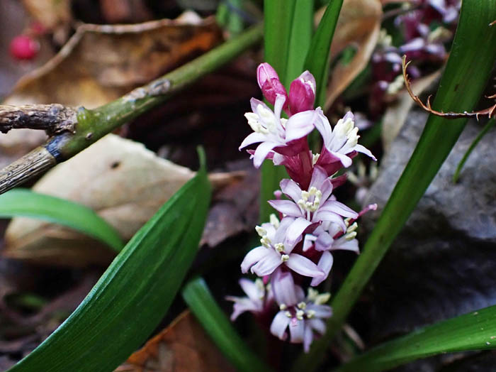 photoキチジョウソウ