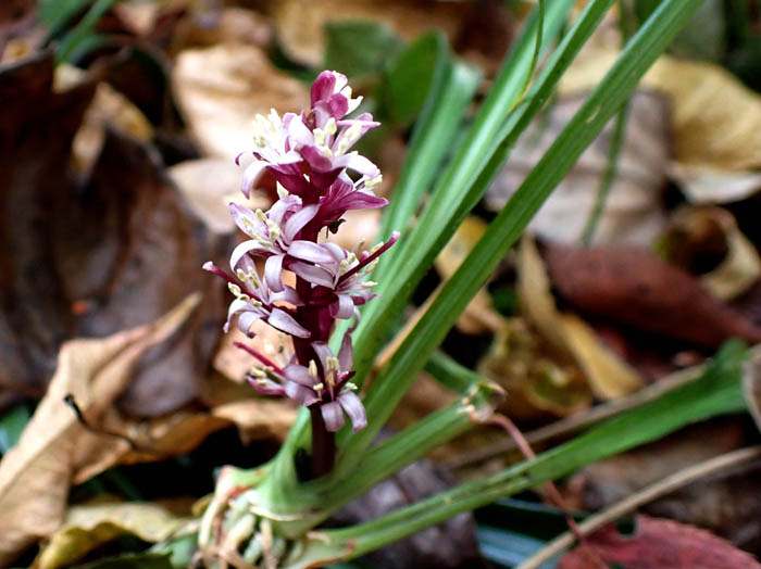 photoキチジョウソウ