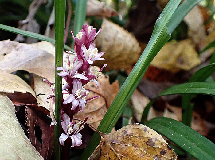 photoキチジョウソウ