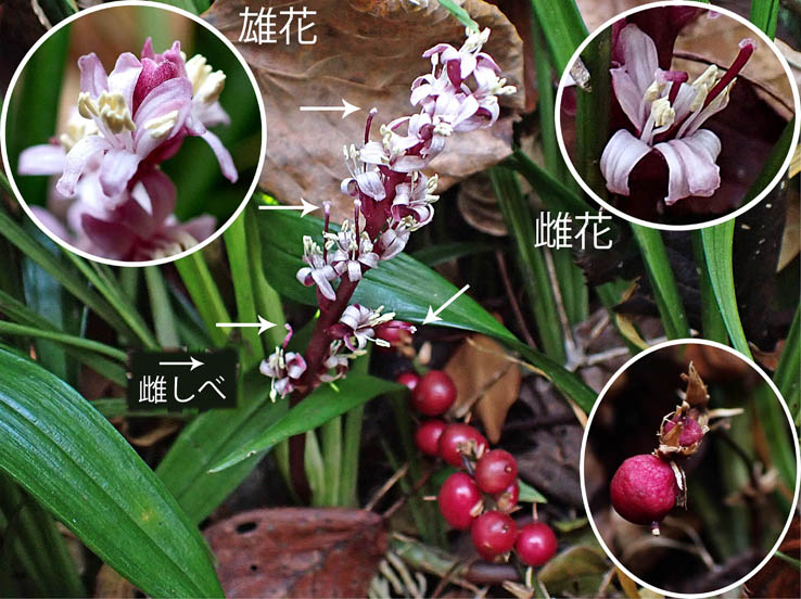 photo5キチジョウソウ花と実