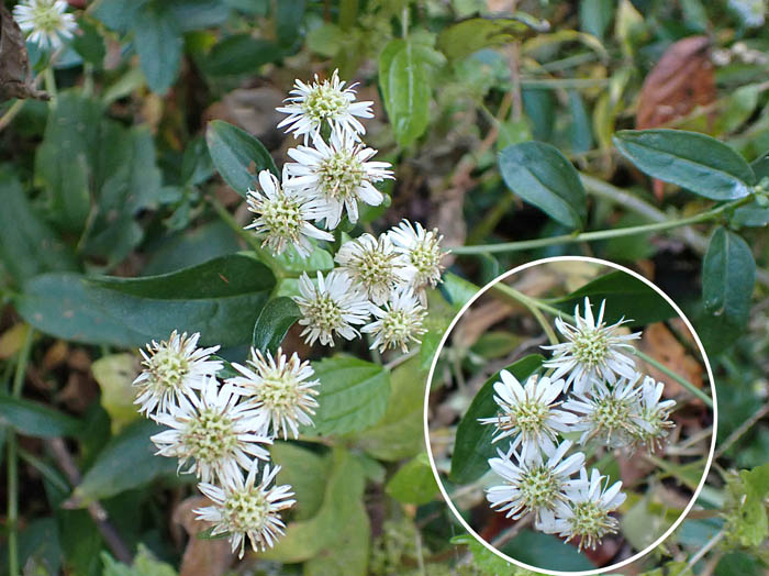 photo7キクの仲間