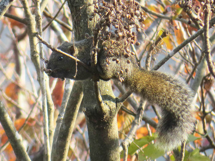 photo8タイワンリスは食事中