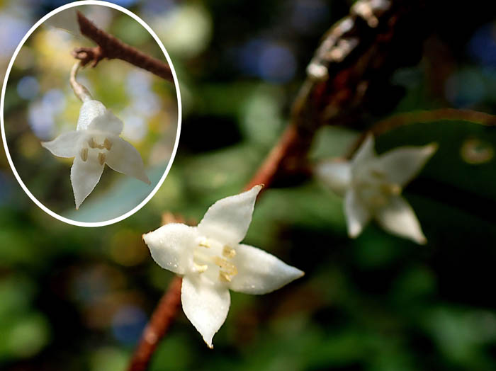 photoナワシログミ花