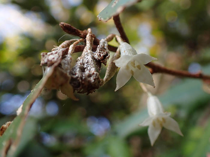 photoナワシログミ萎んだ花