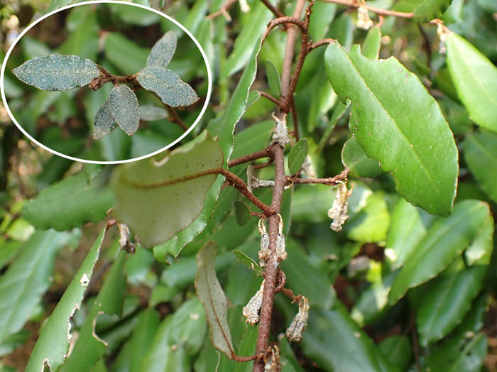 photoナワシログミ葉