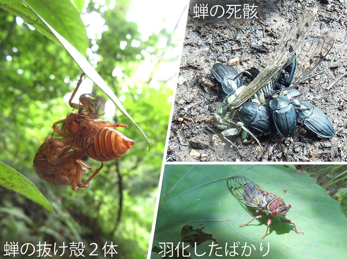photo：夏と言えばセミ：蝉の抜け殻２体,蝉の死骸,羽化したばかり・地附山