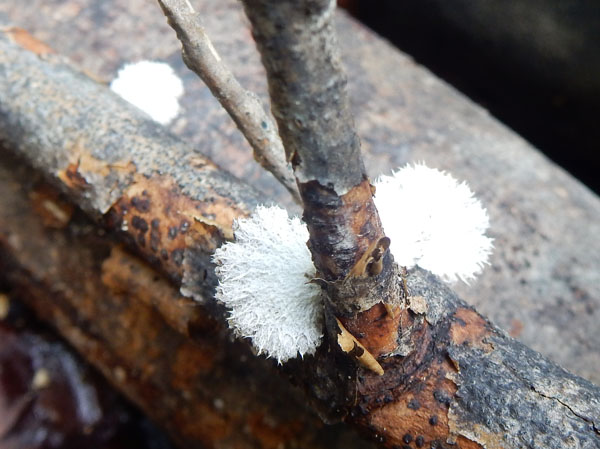 photo：粘菌・薬山