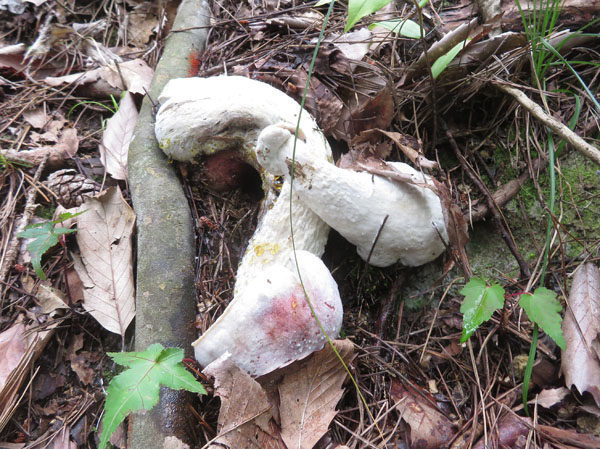 photo：変形した？キノコ　縦30cmぐらい・薬山
