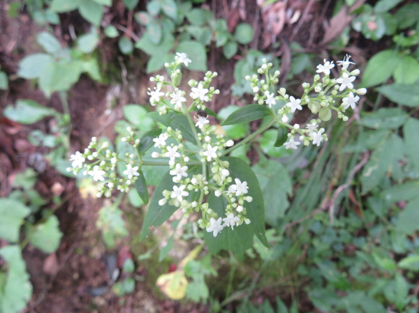 photo：オトコエシ・薬山