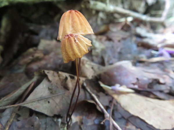 photo：変形した？キノコ　縦30cmぐらい・薬山