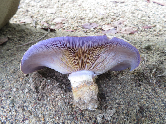 photo：キノコ　ヒダが紫色・薬山