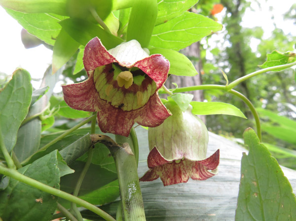 photo：ツルニンジン・戸隠森林植物園