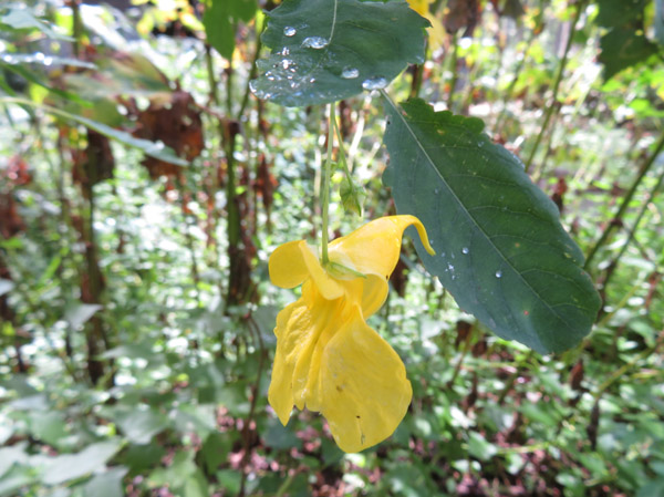 photo：キツリフネ・戸隠森林植物園