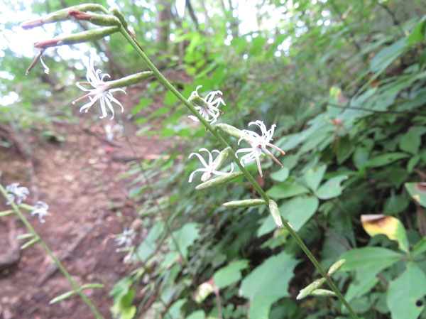 photo：オクモミジハグマ・大峰山