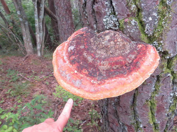 photo：立派なサルノコシカケ・若穂太郎山