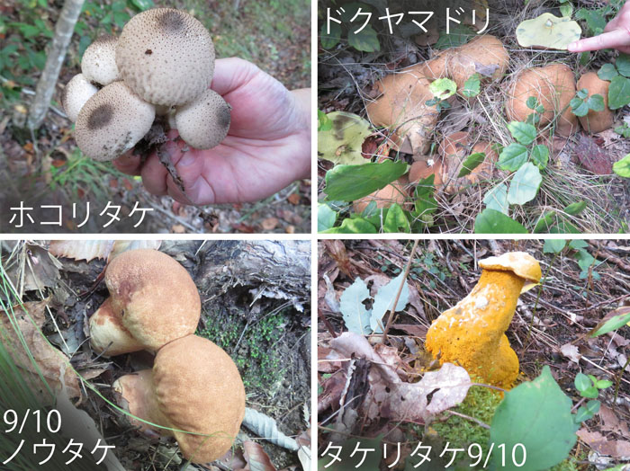 photo：キノコさまざま・ホコリタケ,ドクヤマドリ,ノウタケ,タケリタケ・地附山
