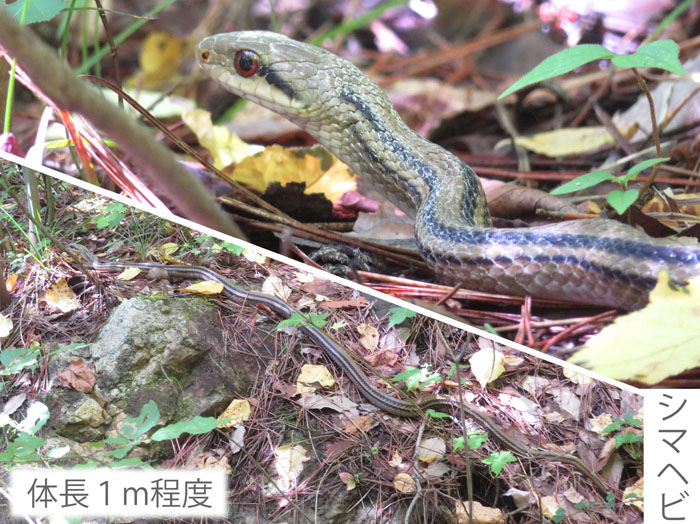 photo：シマヘビ（9月10日撮影）・地附山