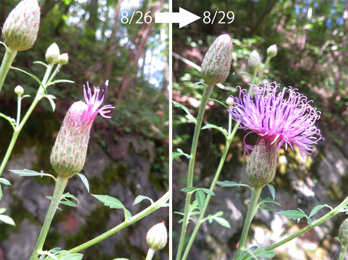 photo：タムラソウの開花・地附山