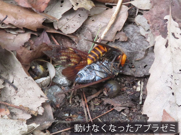 photo：蜂と蝉の戦い　2021.8.29・地附山