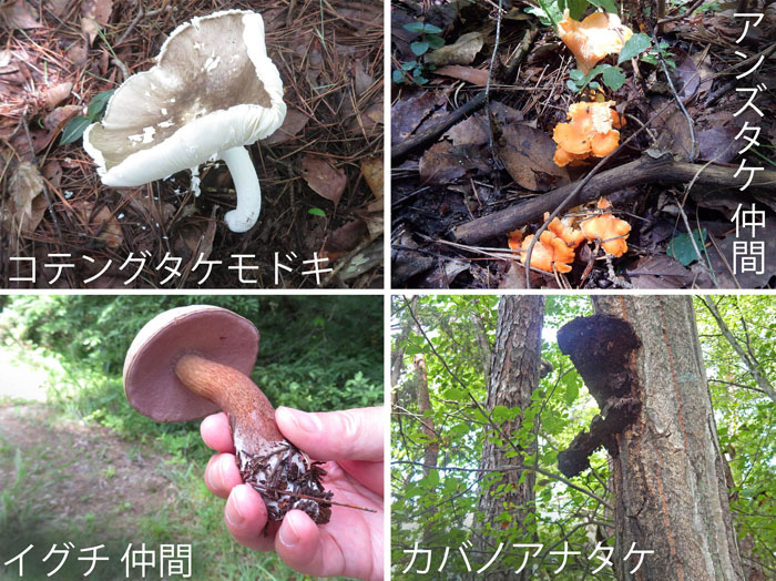 photo：キノコ色々・コテングタケモドキ,アンズタケの仲間,イグチの仲間,カバノアナタケ・地附山