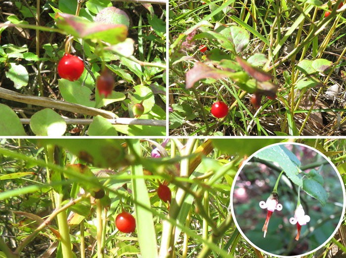 photo：アクシバの実（花2021.7.15）・地附山