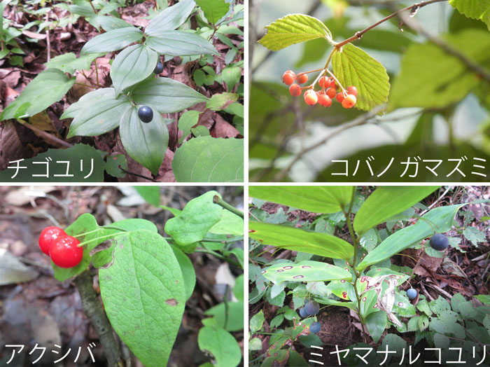 みのりの秋・チゴユリ,コバノガマズミ,アクシバ,ミヤマナルコユリ・薬山