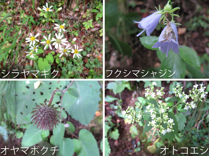 ひっそりと秋の花・シラヤマギク,フクシマシャジン,オヤマボクチ,オトコエシ・薬山