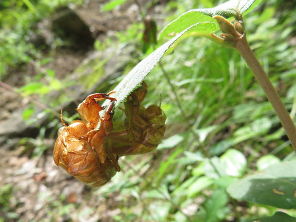 仲良しの蝉の抜け殻・薬山