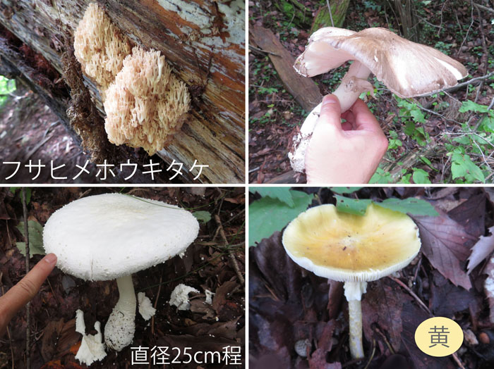 大きなキノコたち・フサヒメホウキタケなど・薬山