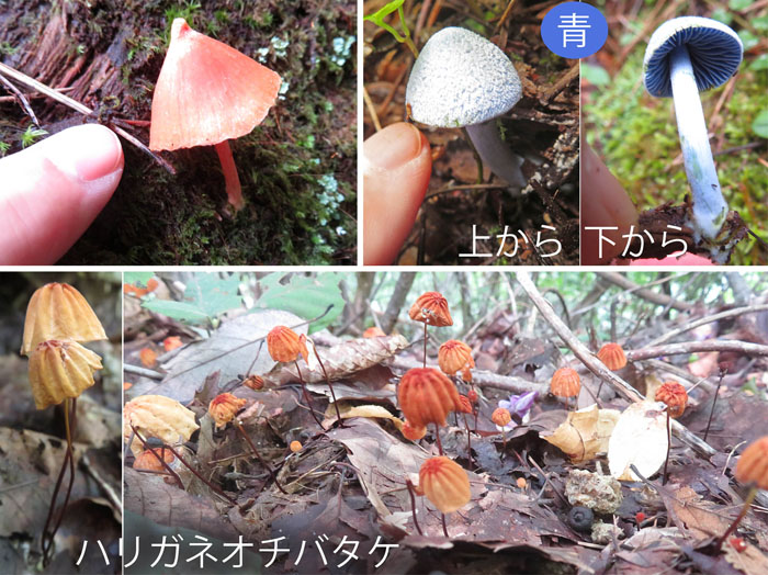 小さいキノコたち・ハリガネオチバタケなど・薬山