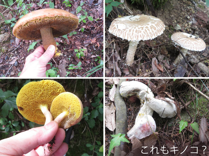 いろいろなキノコ・薬山