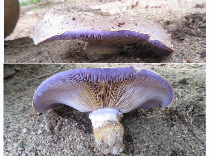 カサの裏も見せて！・薬山