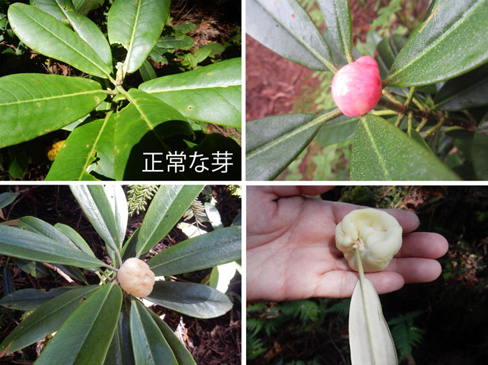 photo：シャクナゲの芽についた虫瘤・まが玉の丘
