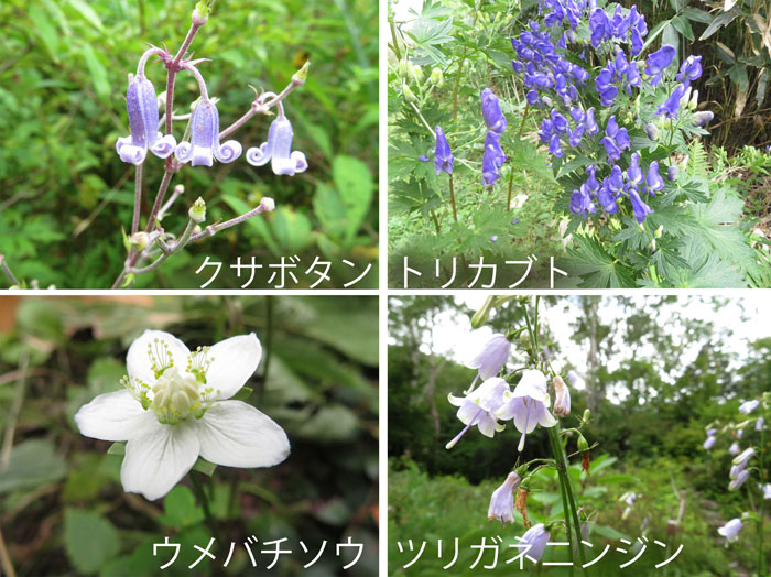 photo：秋の花が咲ききそう・クサボタン,トリカブト,ウメバチソウ,ツリガネニンジン・まが玉の丘